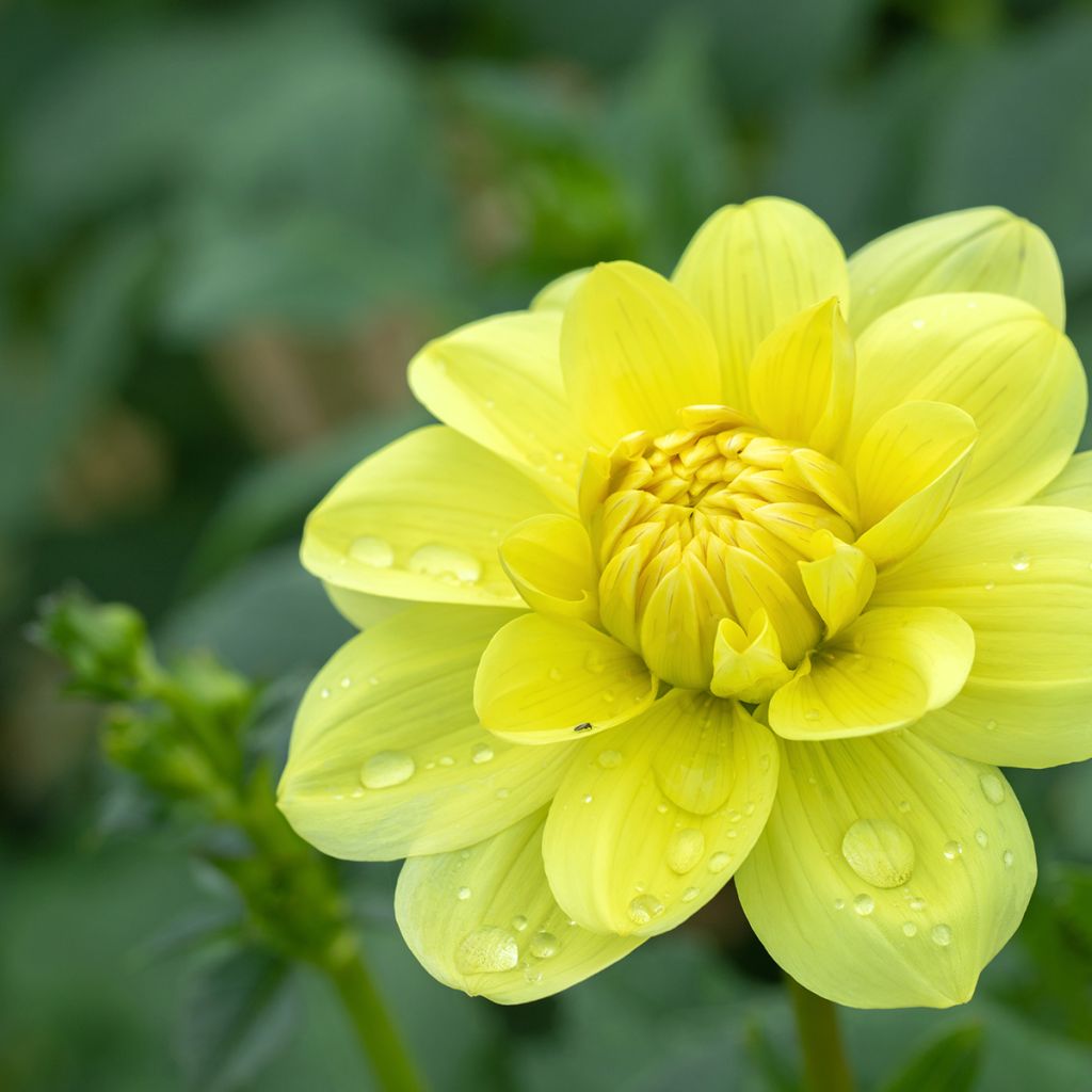 Dahlia Glory of Heemstede