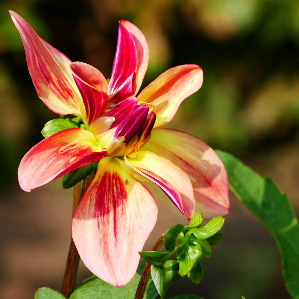 Dahlia Happy Butterfly