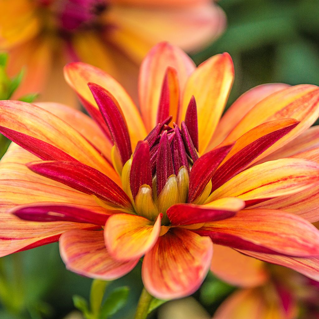 Dahlia Happy Butterfly