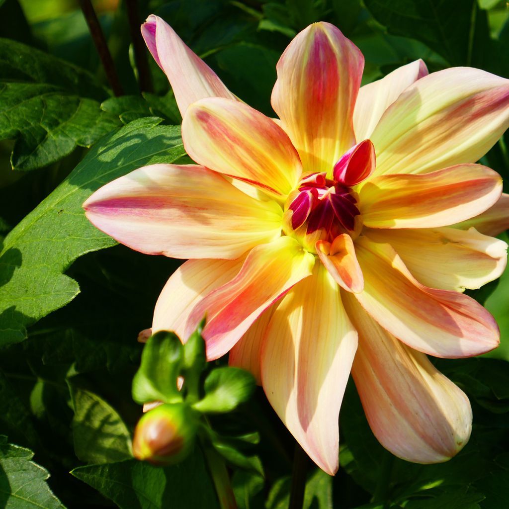 Dahlia Happy Butterfly