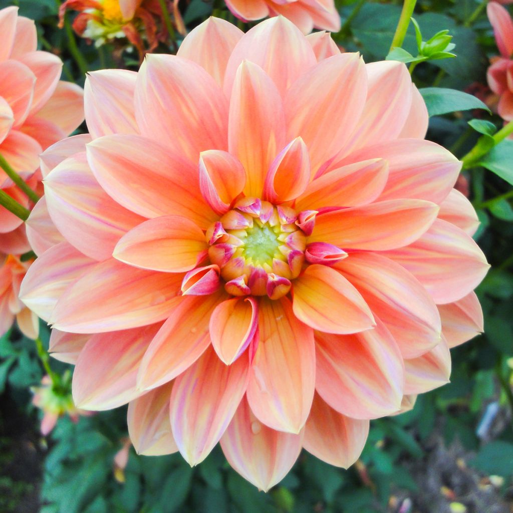 Dahlia Milena Fleur