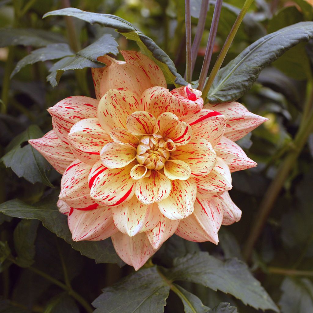 Dahlia Nonette