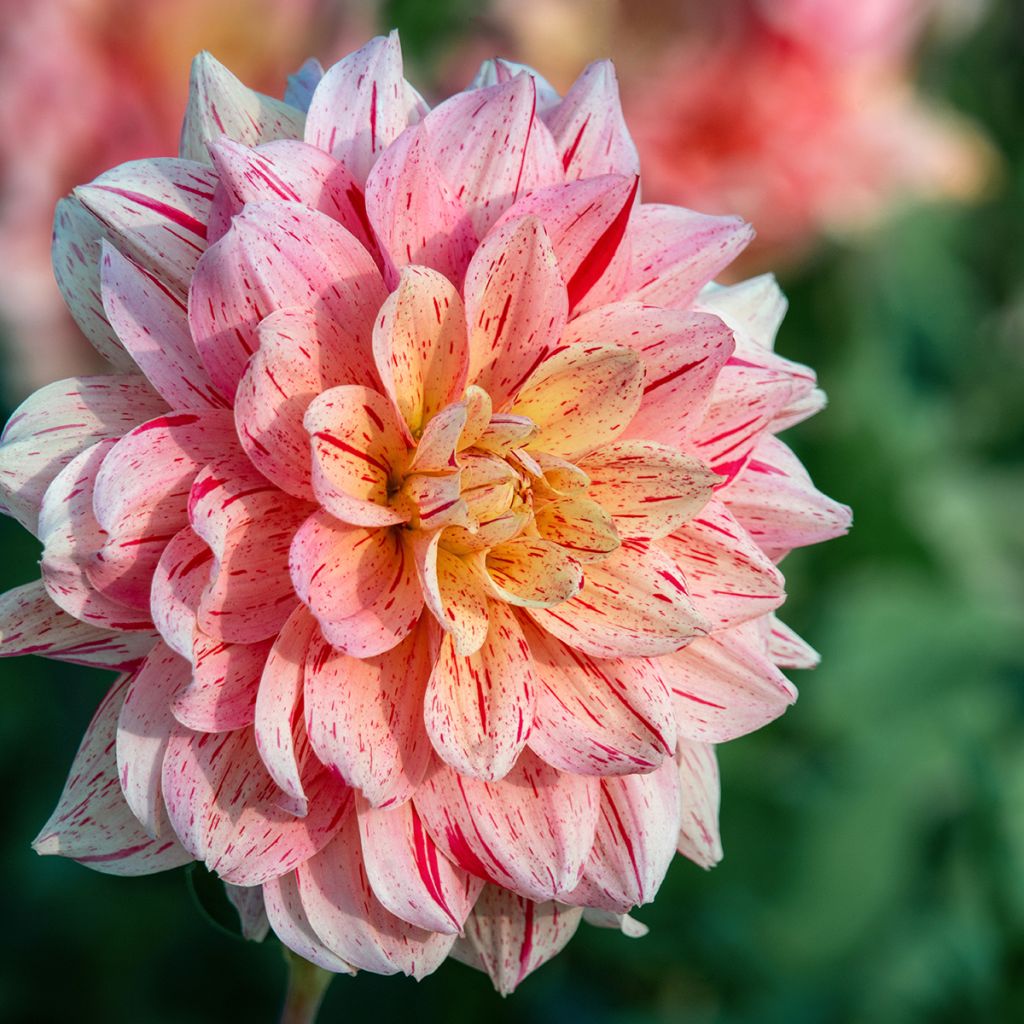 Dahlia Nonette