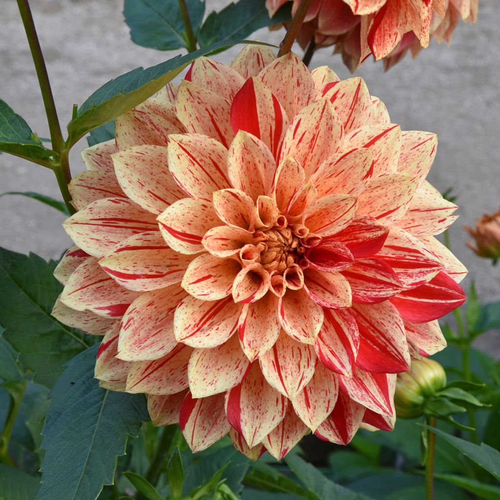 Dahlia Nonette