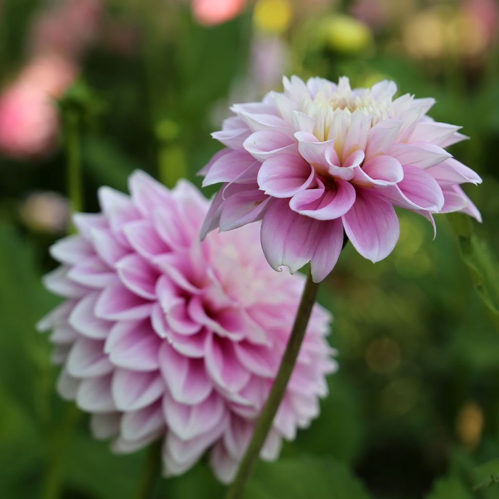 Dahlia Offshore Dream