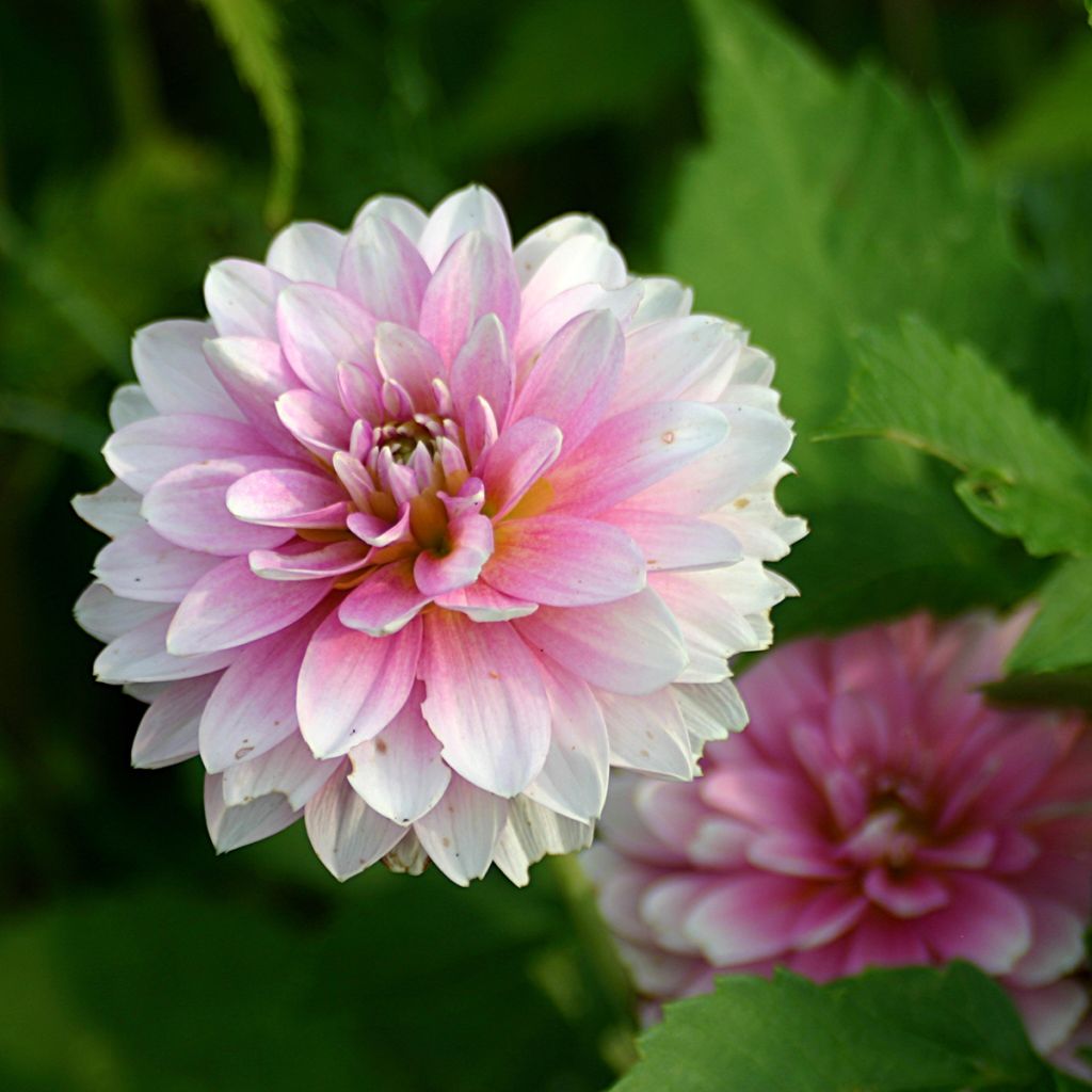 Dahlia Offshore Dream