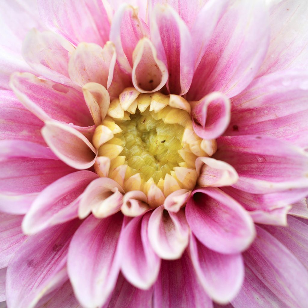 Dahlia Offshore Dream