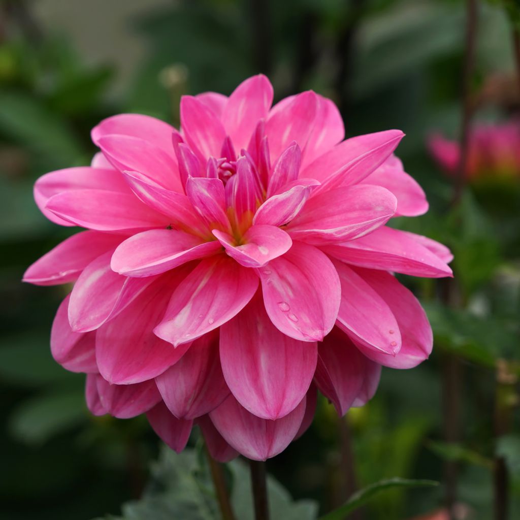 Dahlia Onesta