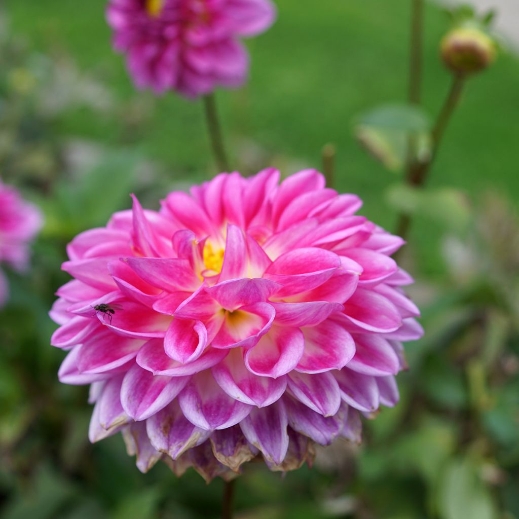 Dahlia Onesta