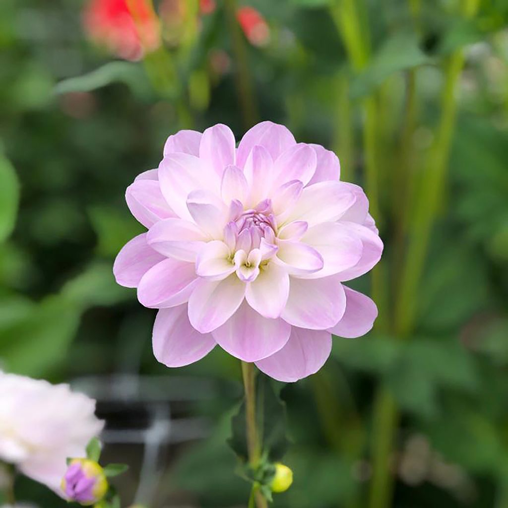 Dahlia camélia Porcelain