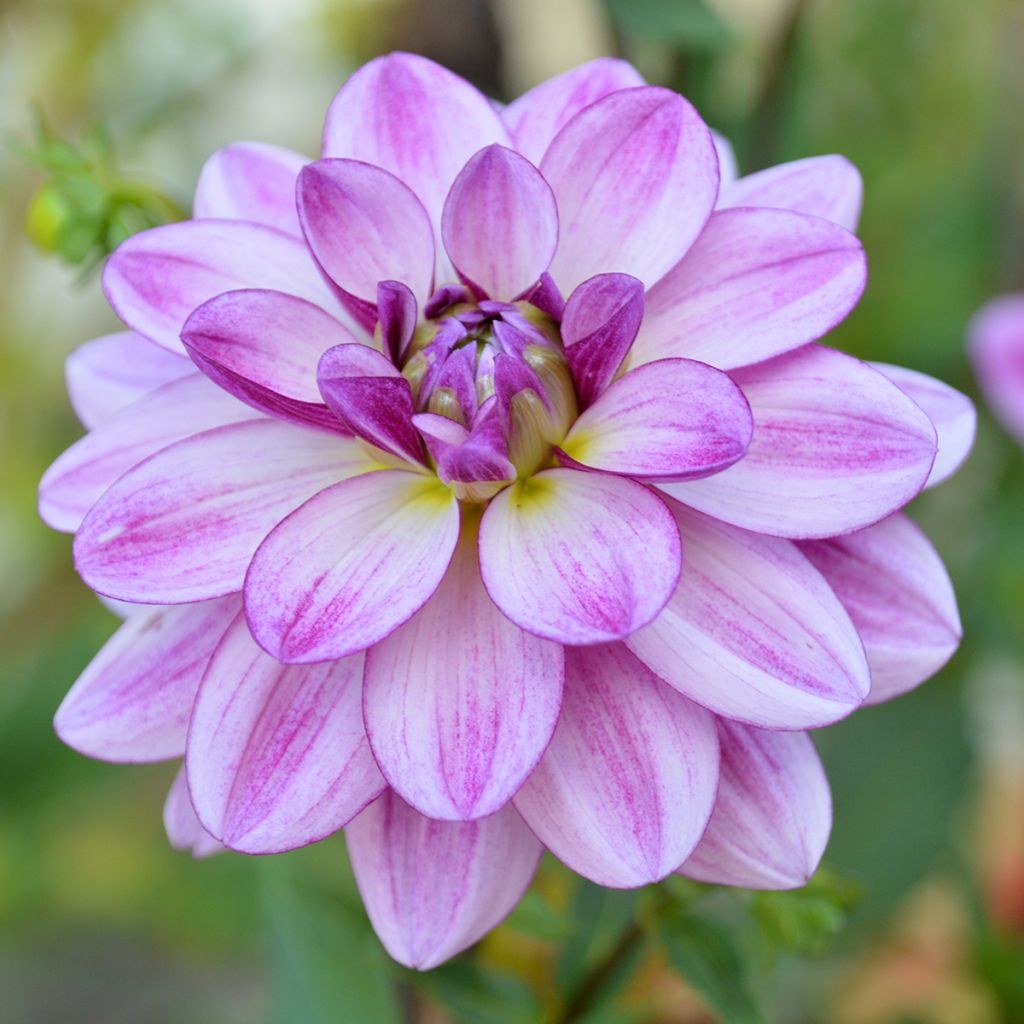 Dahlia Seduction