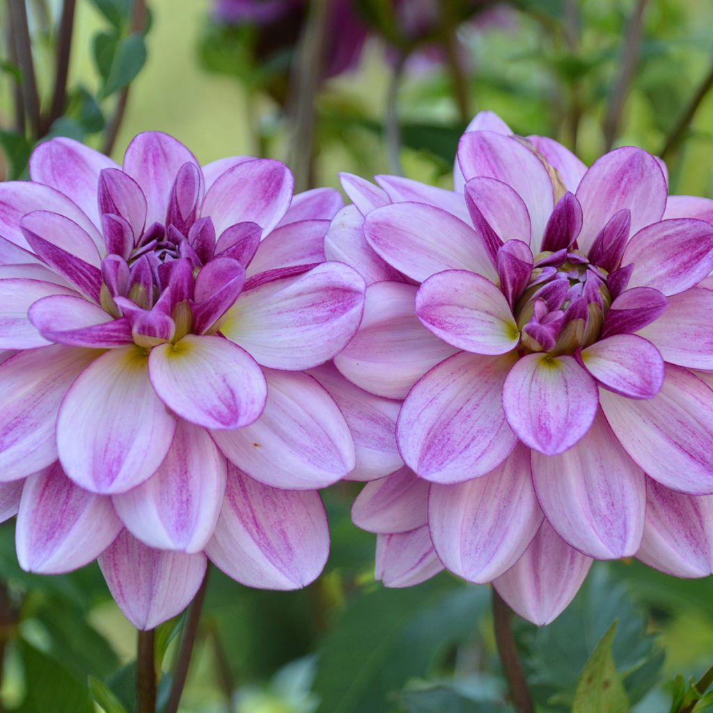 Dahlia Seduction