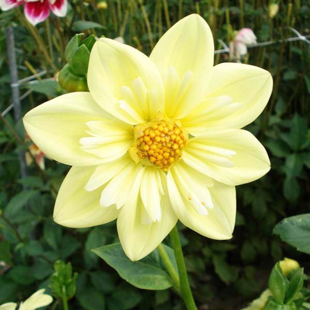 Dahlia Collerette Clair de Lune