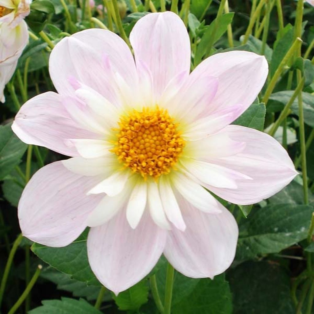 Dahlia Collerette Teesbrook Audrey