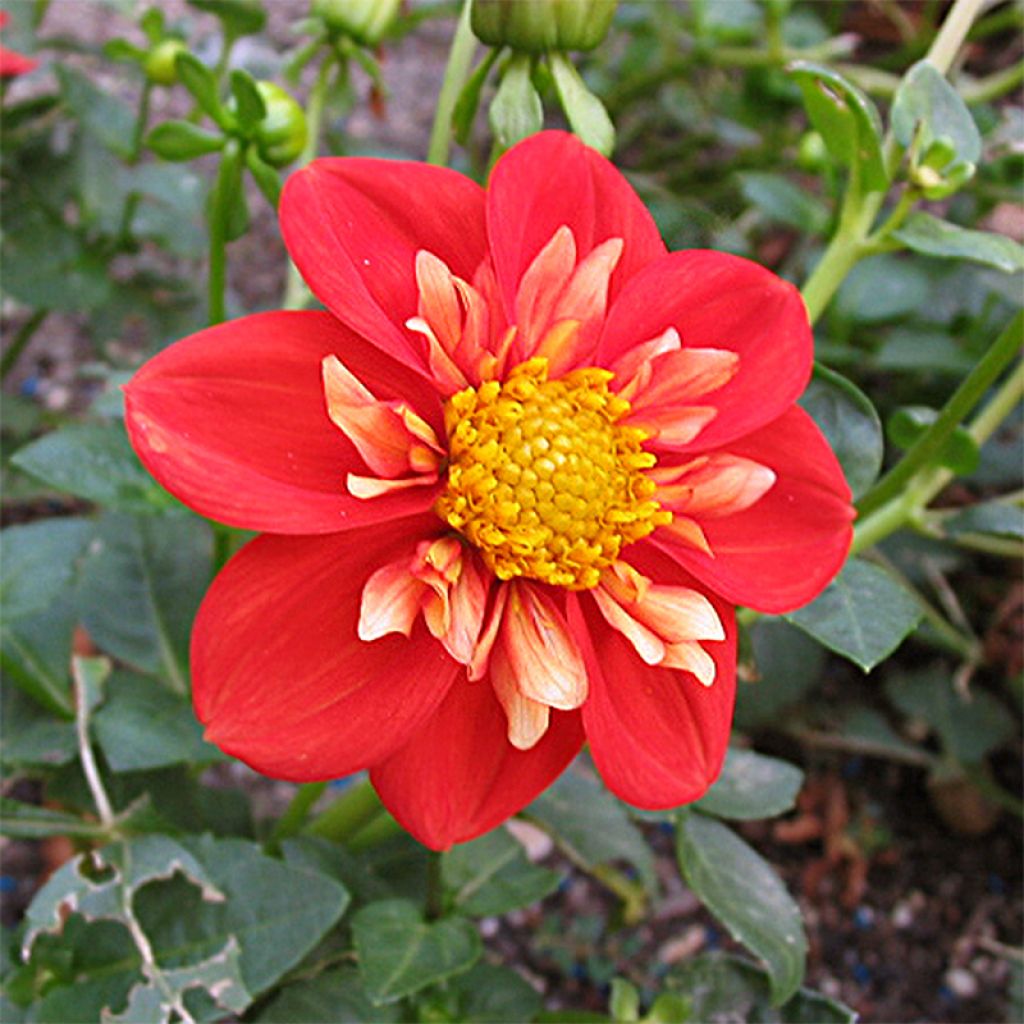 Dahlia Alstergruss