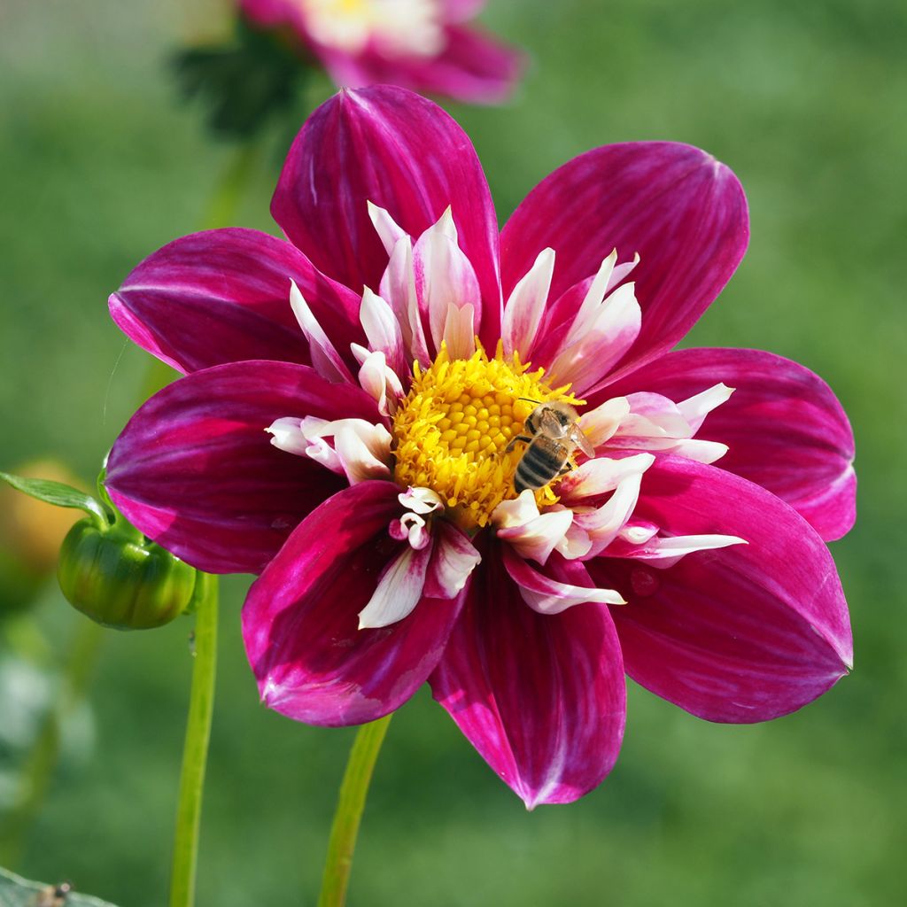 Dahlia Bumble Rumble