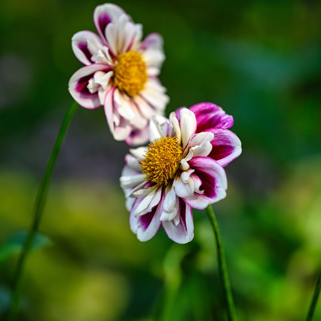 Dahlia Bumble Rumble