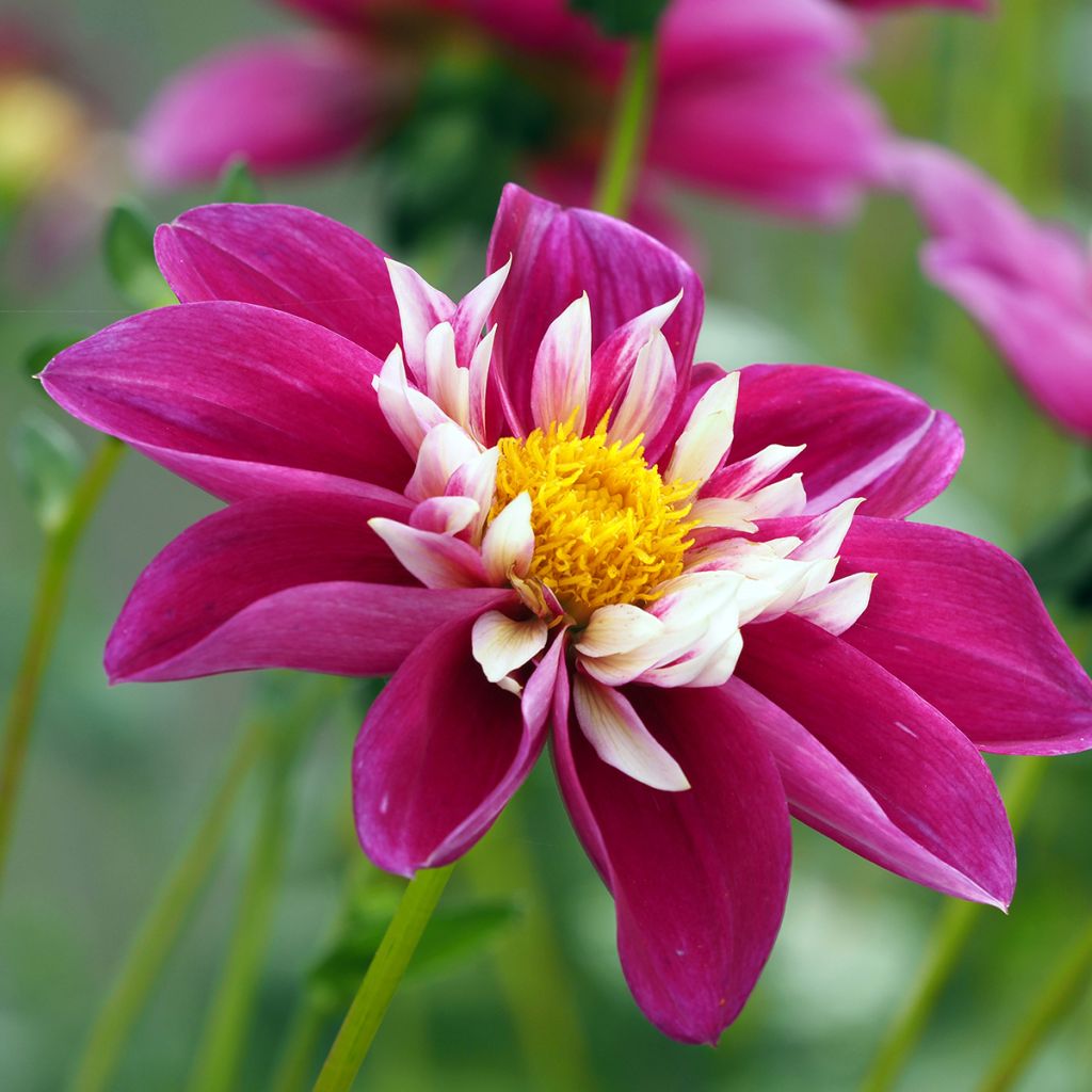 Dahlia Bumble Rumble