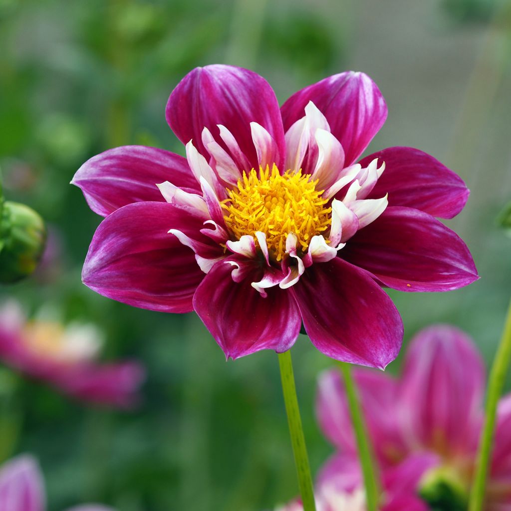 Dahlia Bumble Rumble