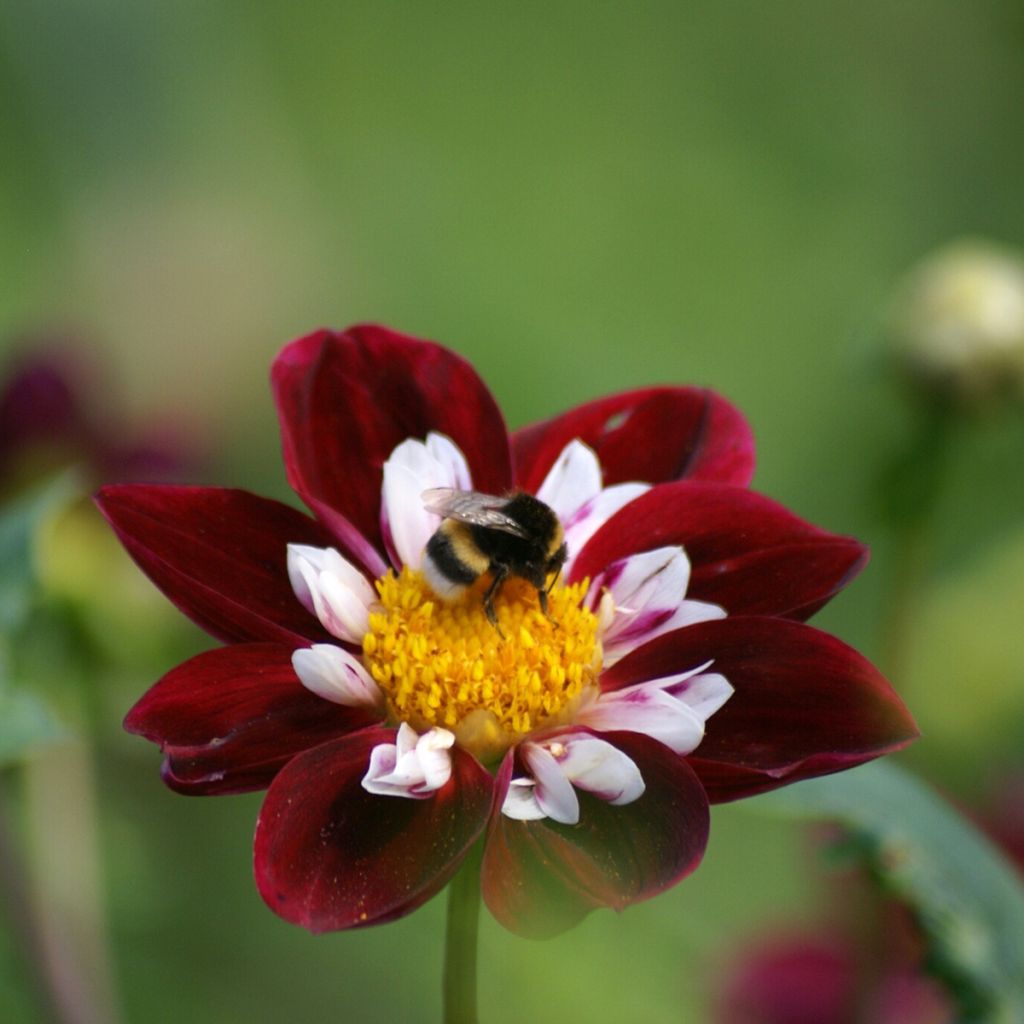 Dahlia 'Impression Fantastico'