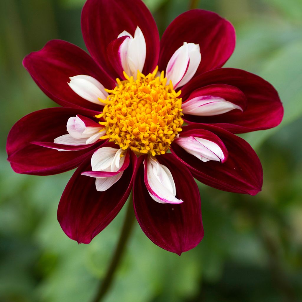 Dahlia 'Impression Fantastico'