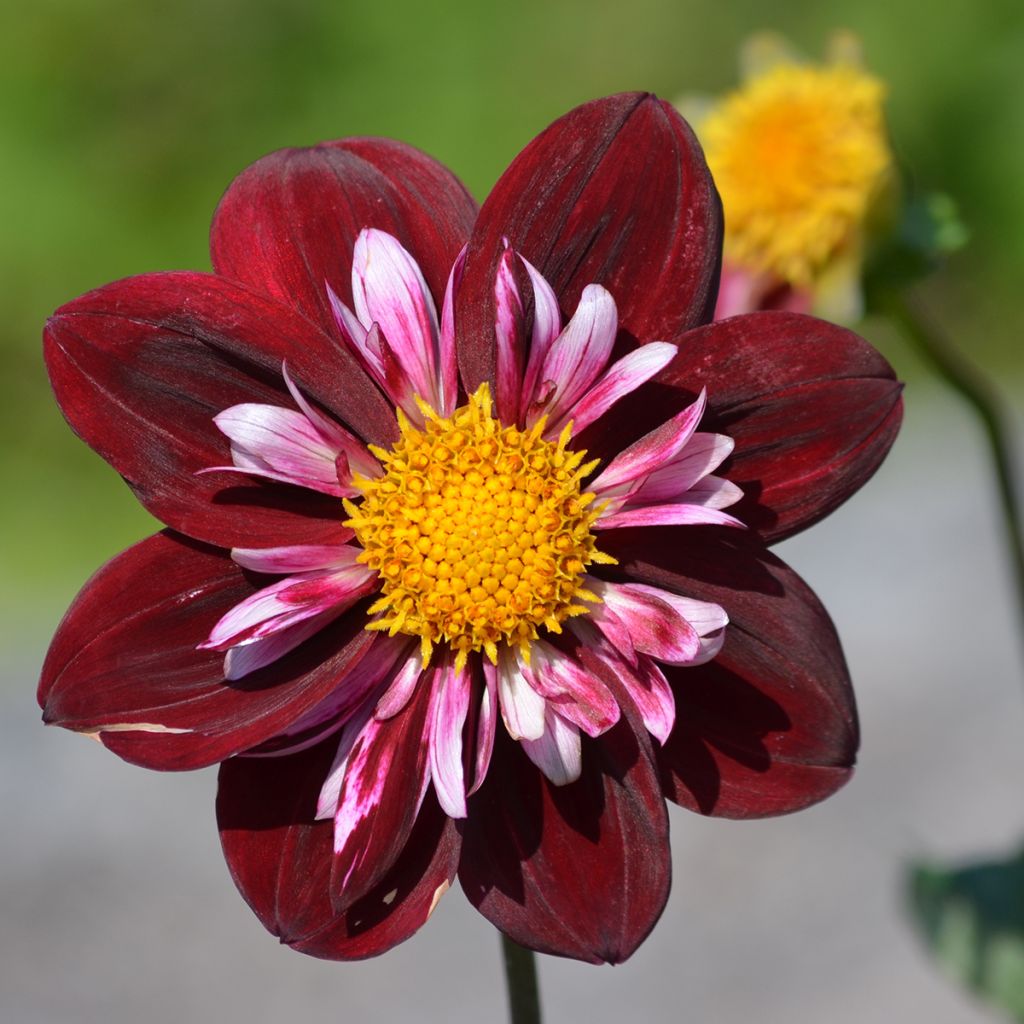 Dahlia 'Impression Fantastico'