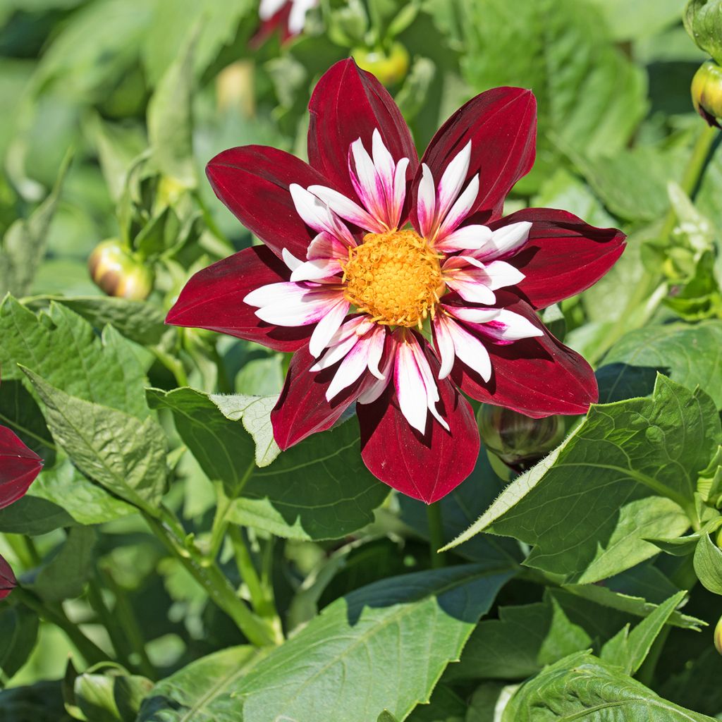 Dahlia 'Impression Fantastico'