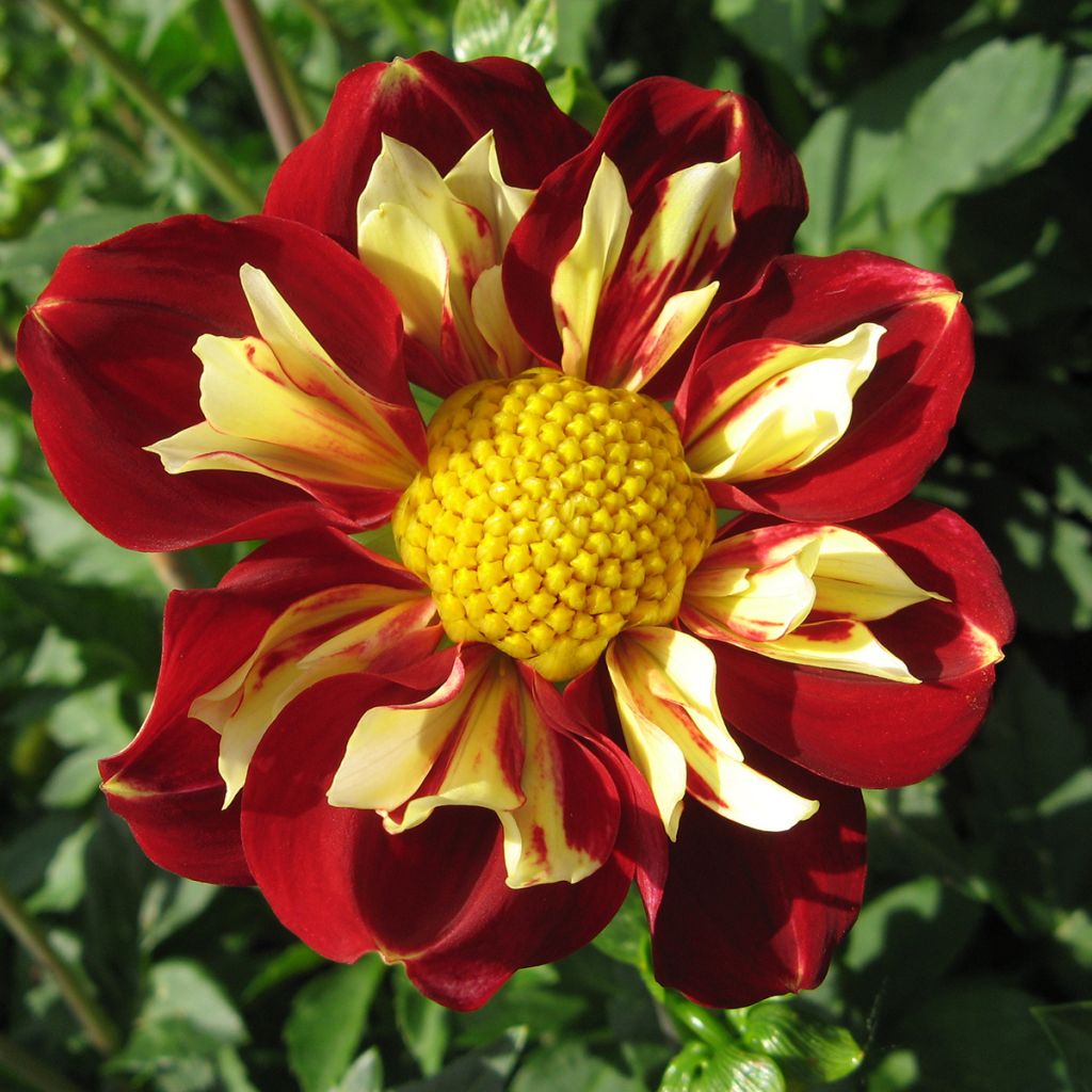 Dahlia Impression Festivo