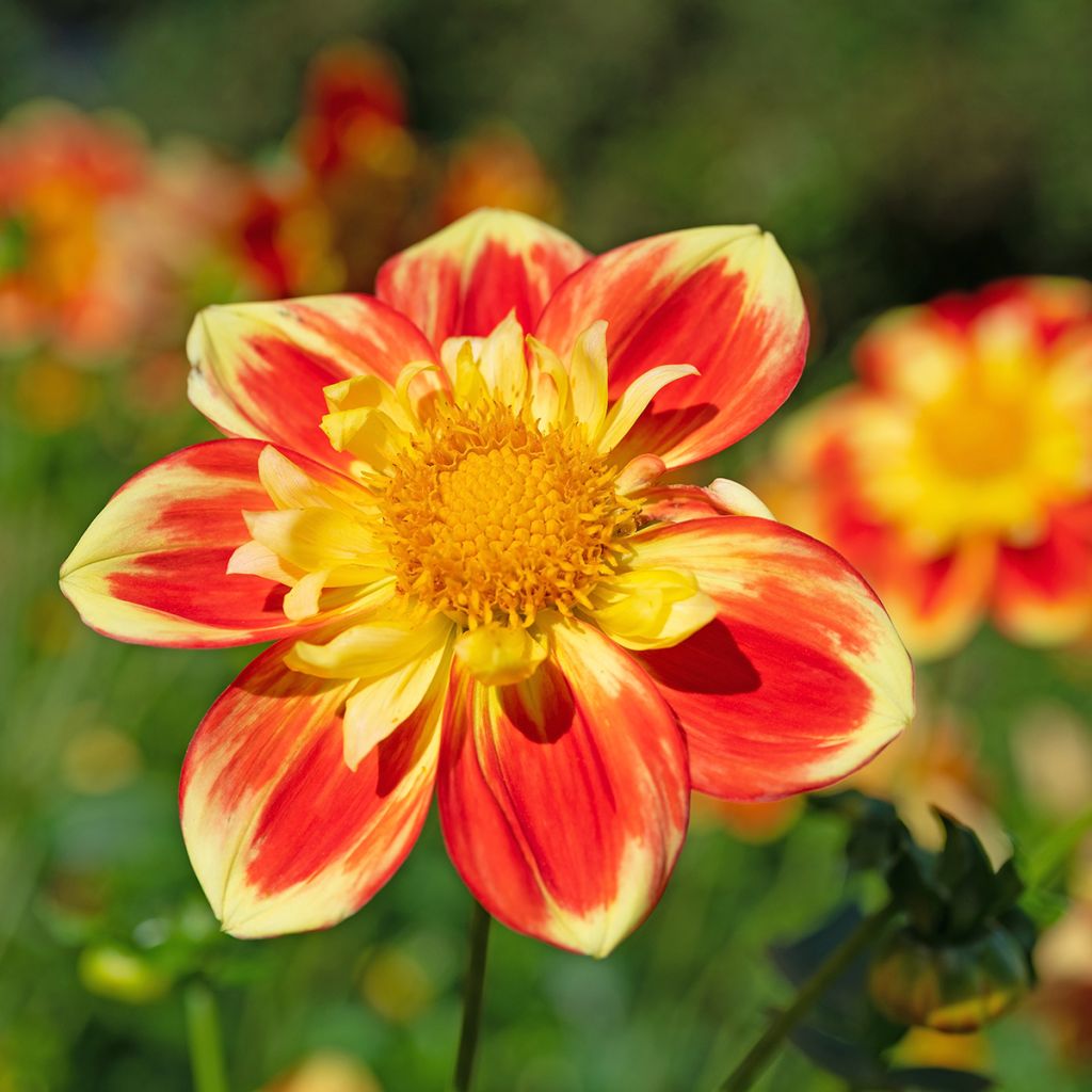 Dahlia 'Pooh'