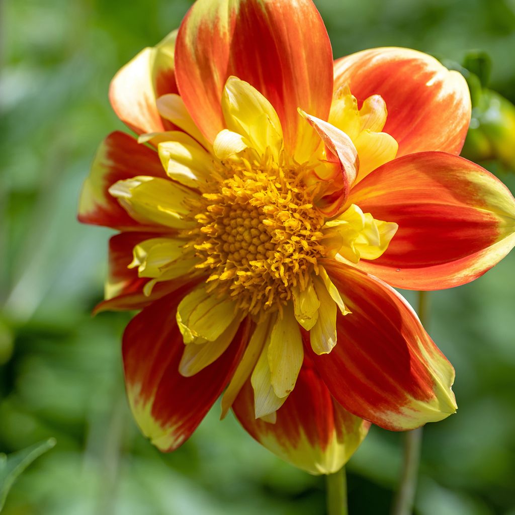 Dahlia 'Pooh'