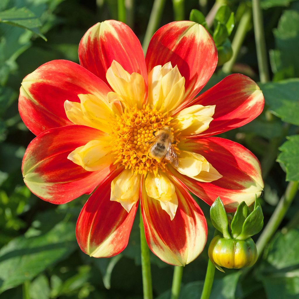 Dahlia 'Pooh'