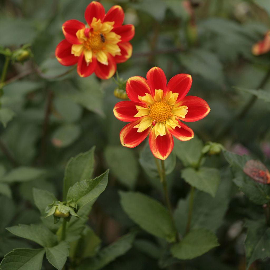 Dahlia 'Pooh'