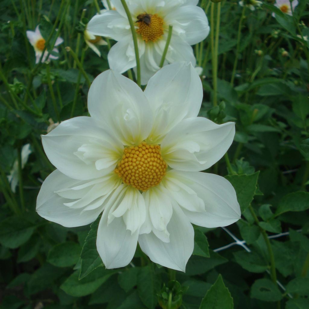 Dahlia collerette Twyning's White Chocolate