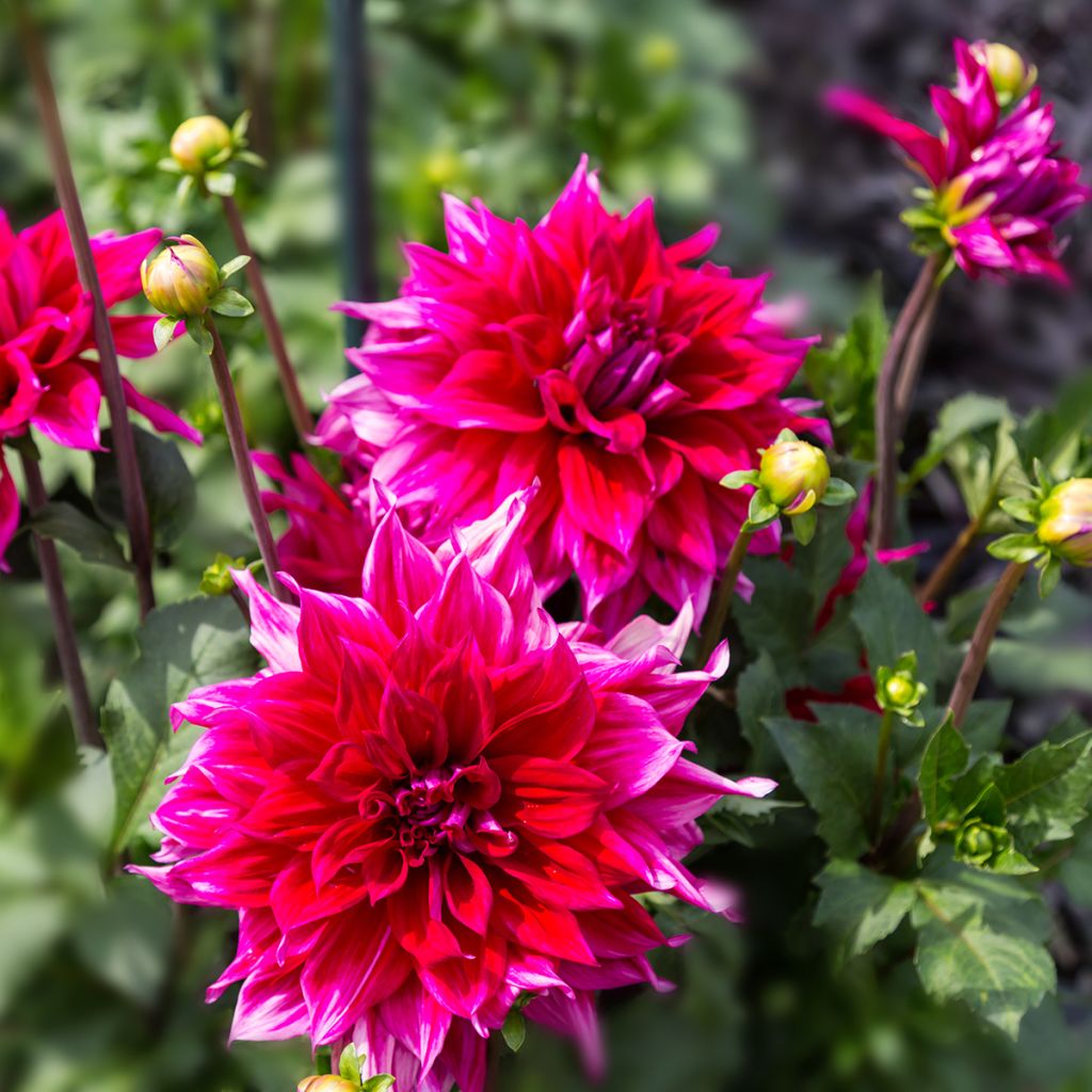 Dahlia Babyloon Pourpre