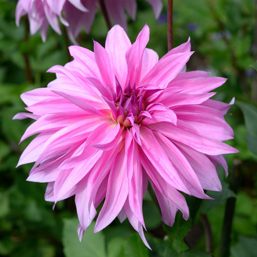 Dahlia Babylon Rose