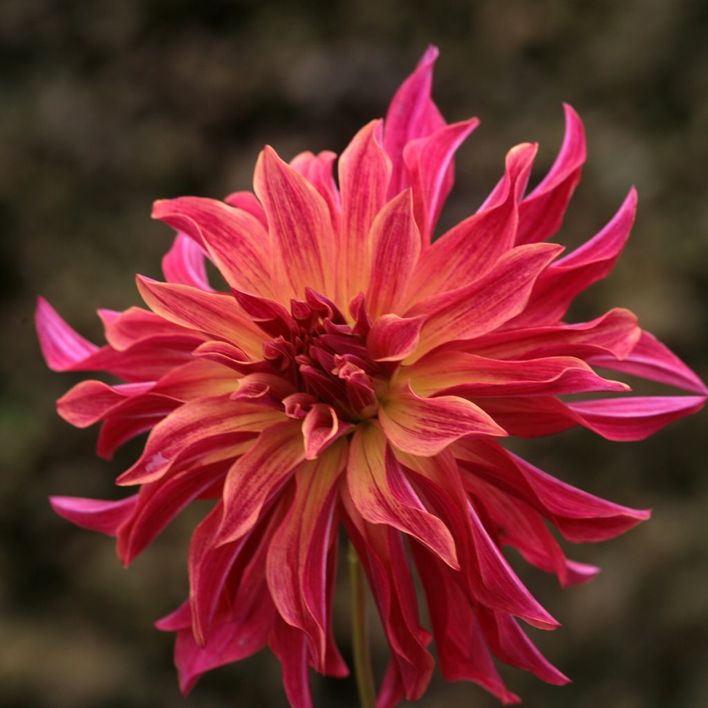 Dahlia Bangkok