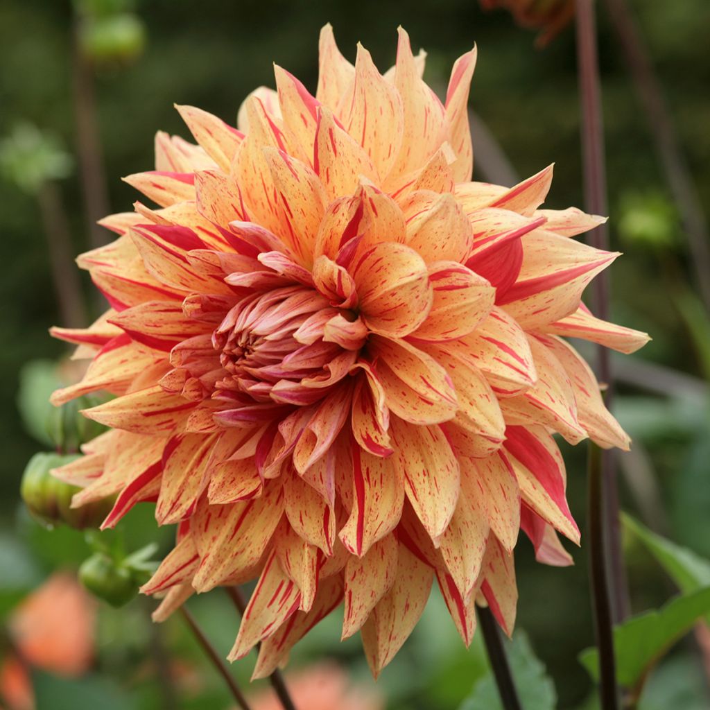 Dahlia Clown
