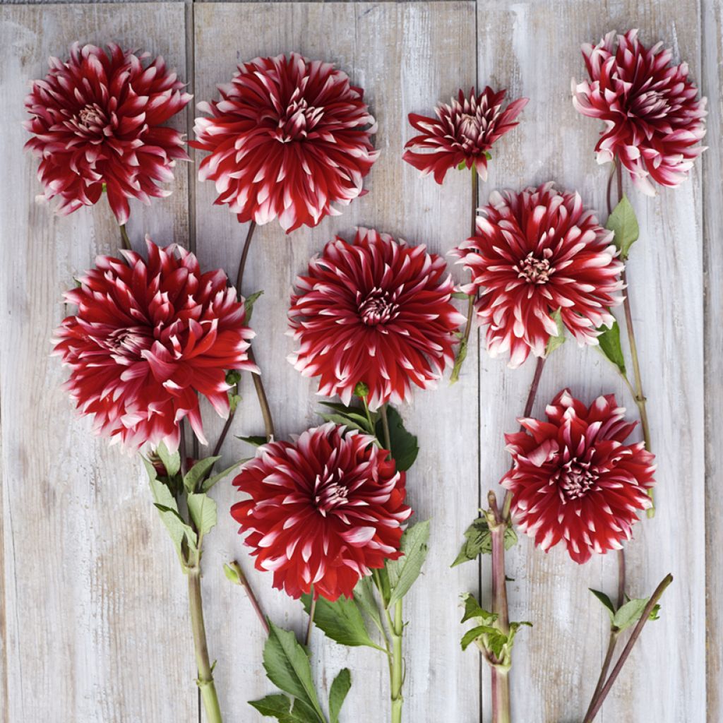 Dahlia Davos