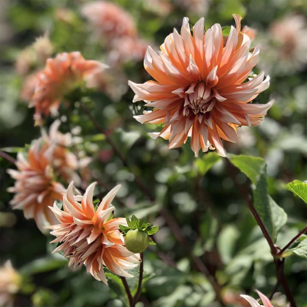 Dahlia Hans Auinger