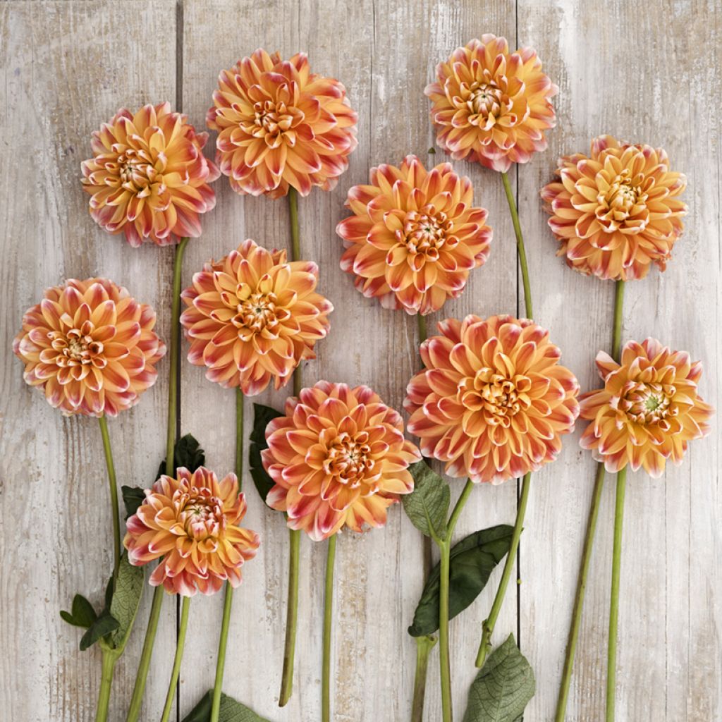 Dahlia Hapet Harmony