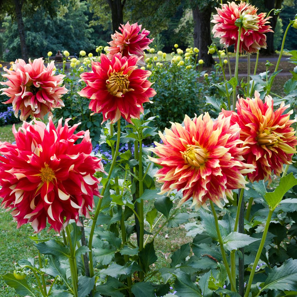 Dahlia Bodacious