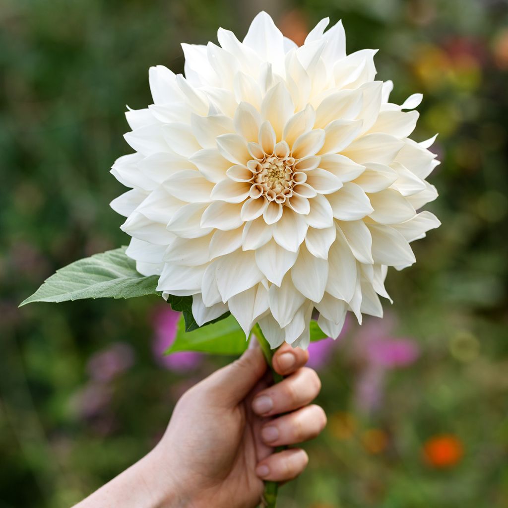 Dahlia Café au Lait Supreme