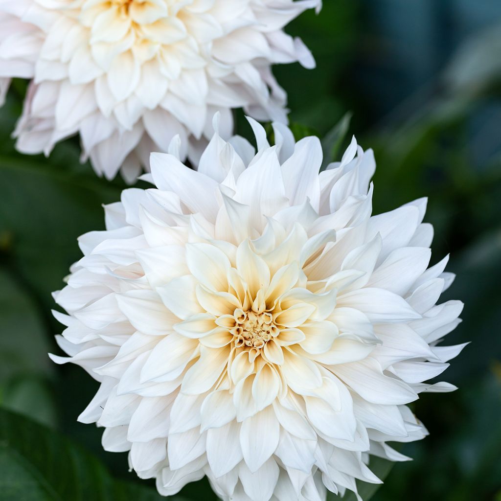 Dahlia Café au Lait Supreme