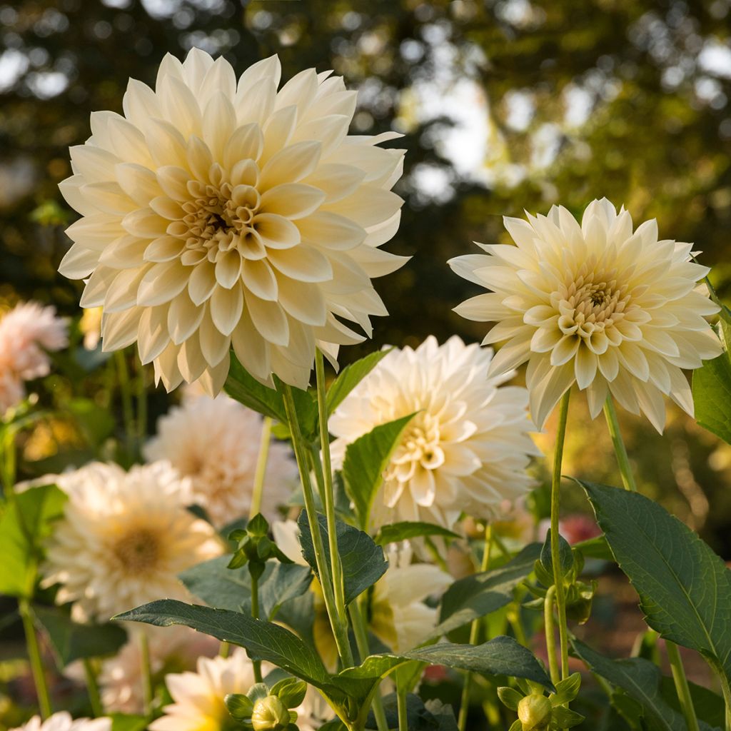 Dahlia Café au Lait Supreme