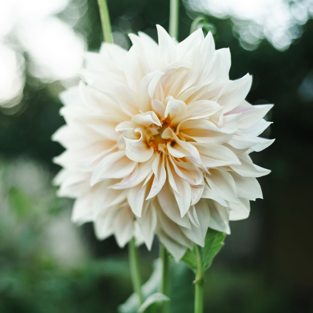 Dahlia Café au Lait Supreme