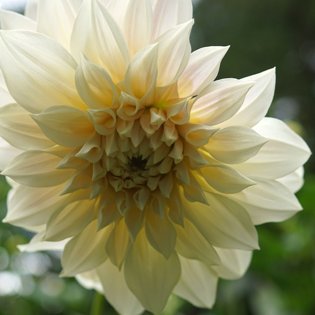 Dahlia Café au Lait Supreme