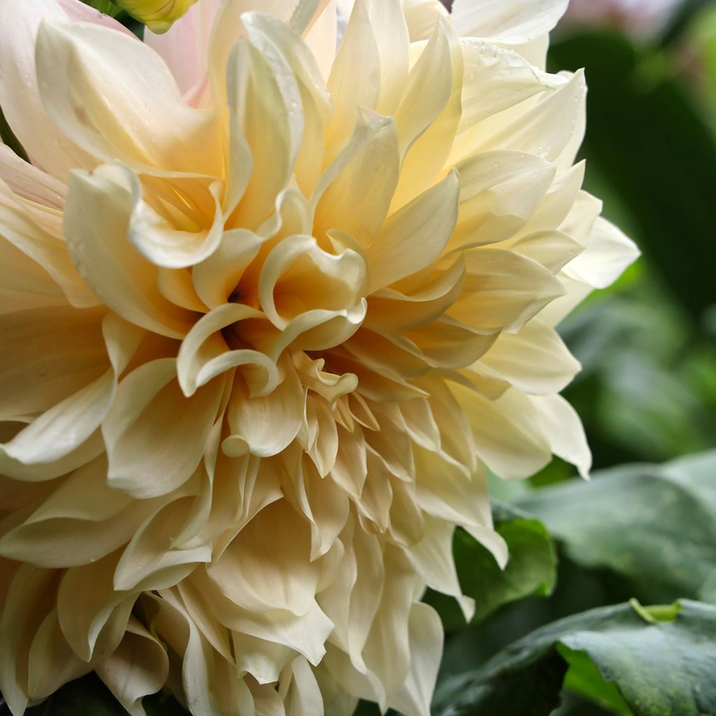 Dahlia Café au Lait Supreme