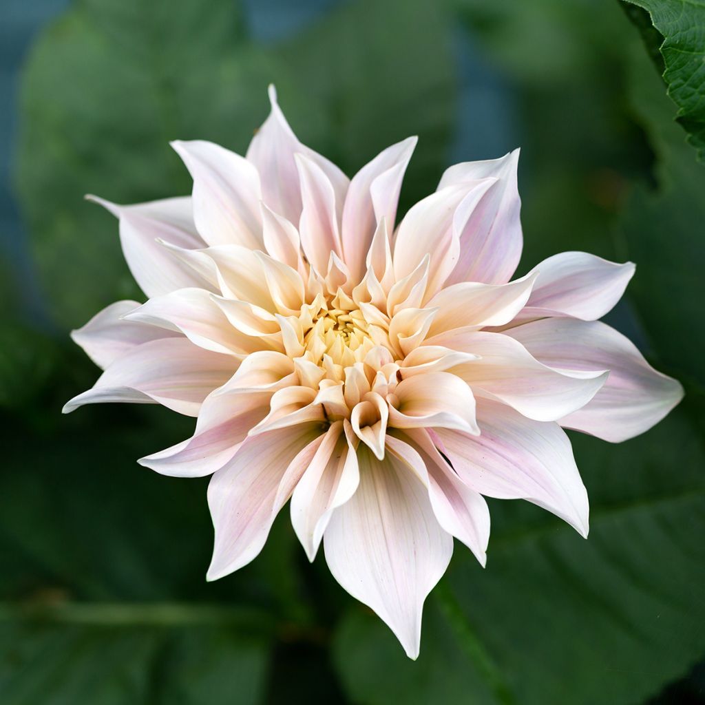 Dahlia Café au Lait