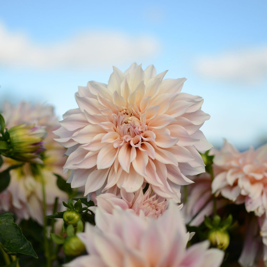 Dahlia Café au Lait