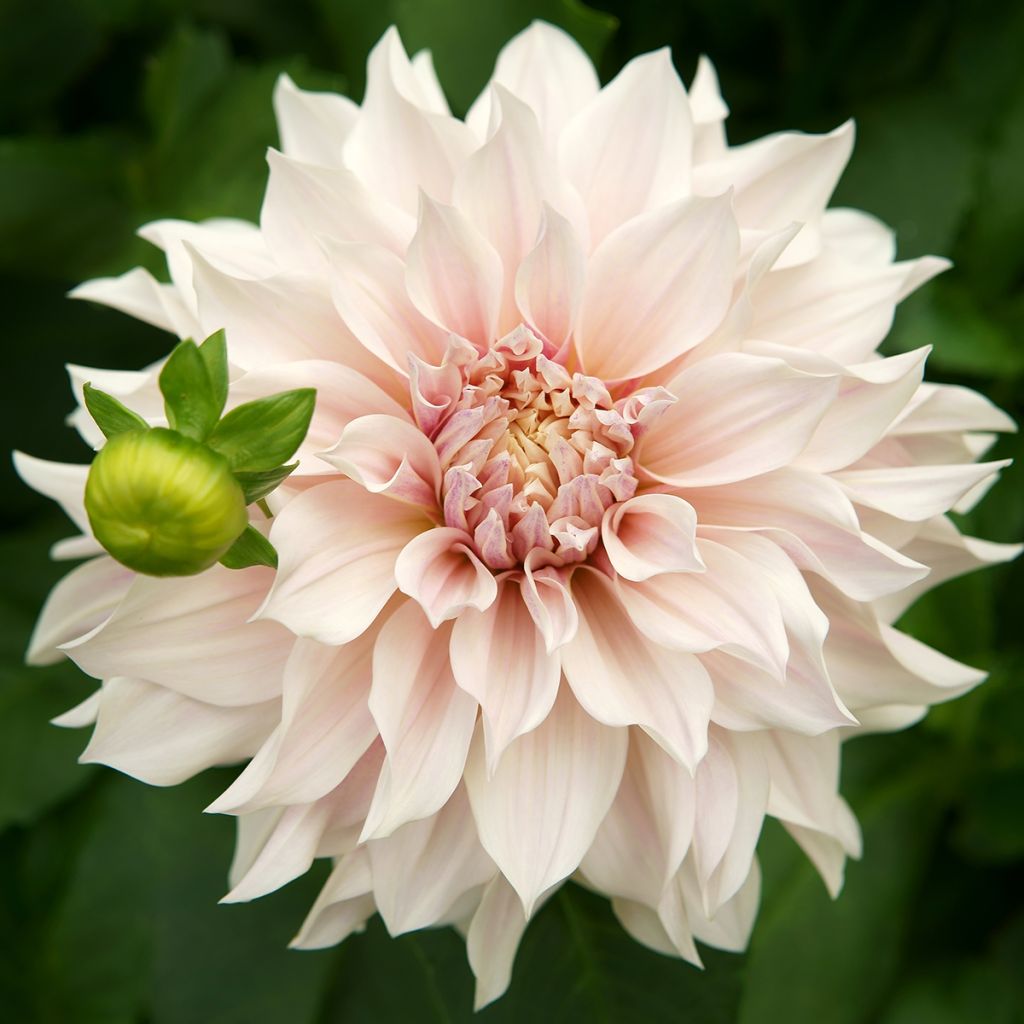 Dahlia Café au Lait